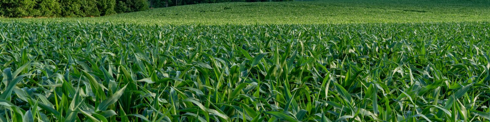 A closeup shot of a large green corn field